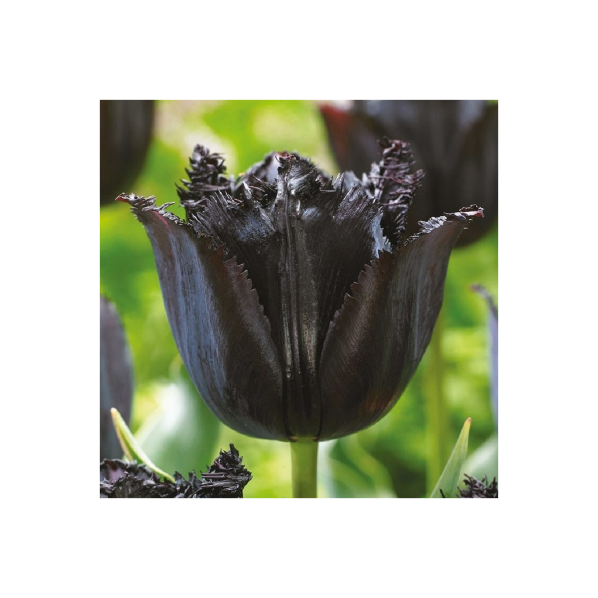Tulipán Fringed Black - Tulipa - cibule tulipánu - 3 ks