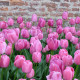 Tulipán Purple Pride - Tulipa - cibule tulipánu - 3 ks