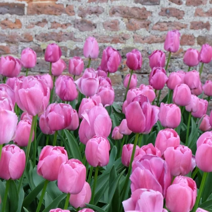 Tulipán Purple Pride - Tulipa - cibule tulipánu - 3 ks