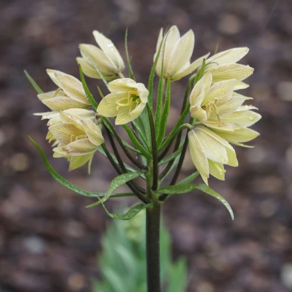 Řebčík Raddeana - Fritillaria raddeana - cibule řebčíku - 1 ks