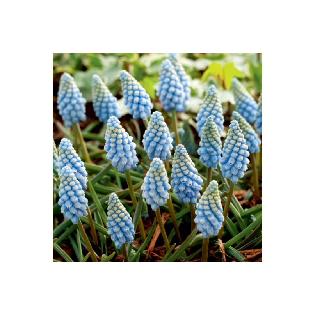 Modřenec Valerie Finish - Muscari armeniaca - cibule modřence - 5 ks