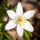 Sasanka hajní - Anemone nemorosa - hlízy sasanky - 2 ks