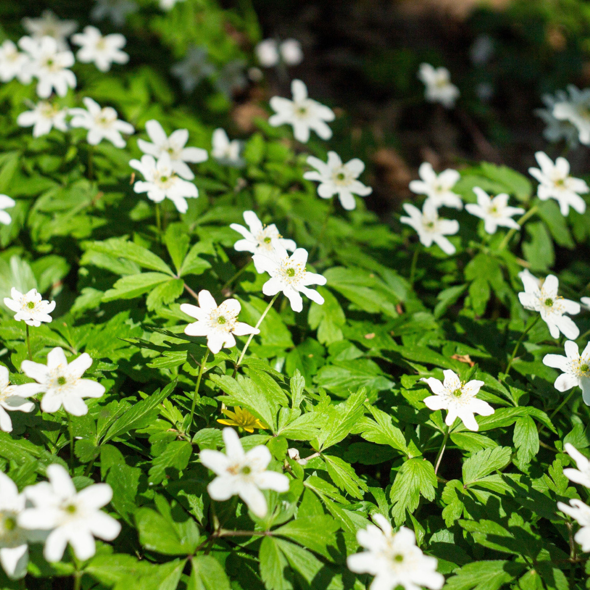 Sasanka hajní - Anemone nemorosa - hlízy sasanky - 2 ks