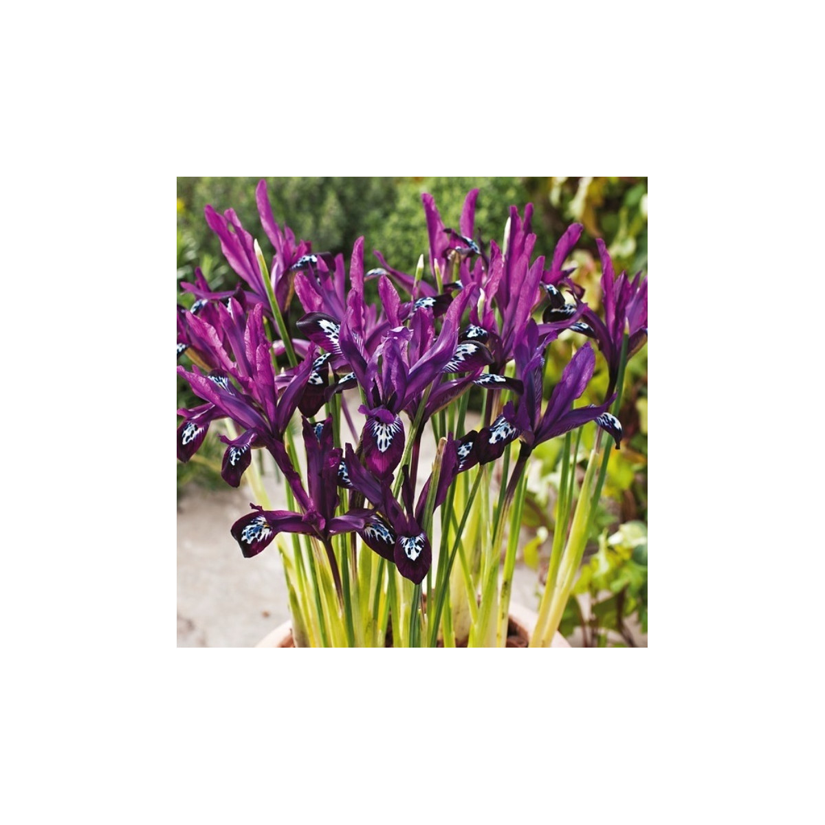 Kosatec síťkovaný Pauline - Iris reticulata - cibulky kosatce - 3 ks