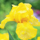 Kosatec německý Maui Moonlight - Iris germanica - hlízy kosatce - 1 ks