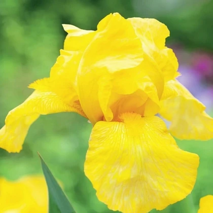 Kosatec německý Maui Moonlight - Iris germanica - hlízy kosatce - 1 ks