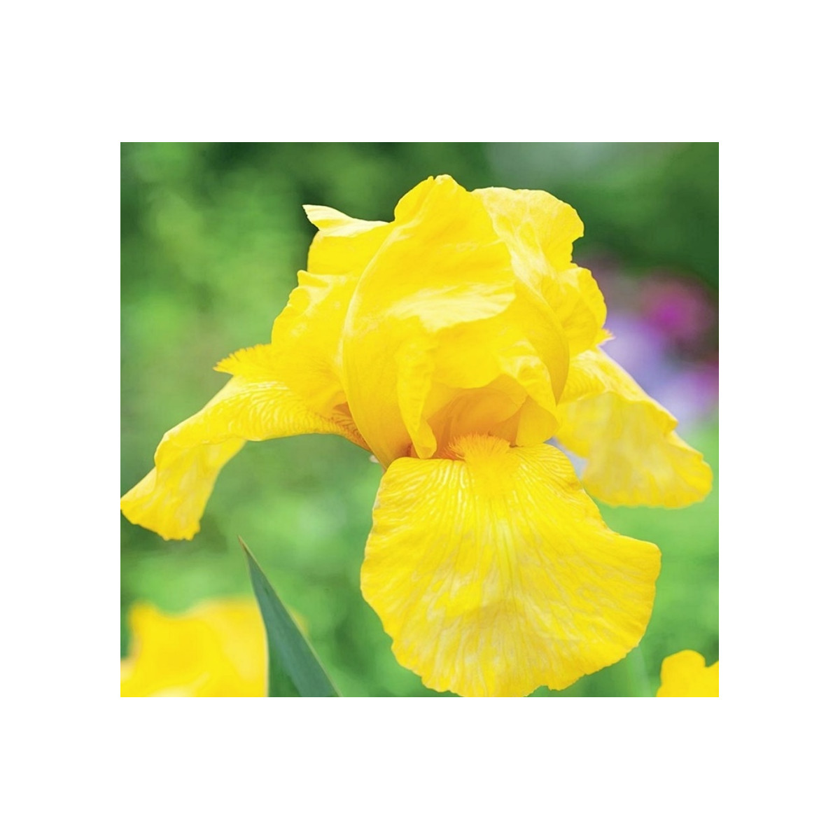 Kosatec německý Maui Moonlight - Iris germanica - hlízy kosatce - 1 ks