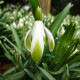 Sněženka viridi-apice - Galanthus nivalis - cibule sněženky - 3 ks