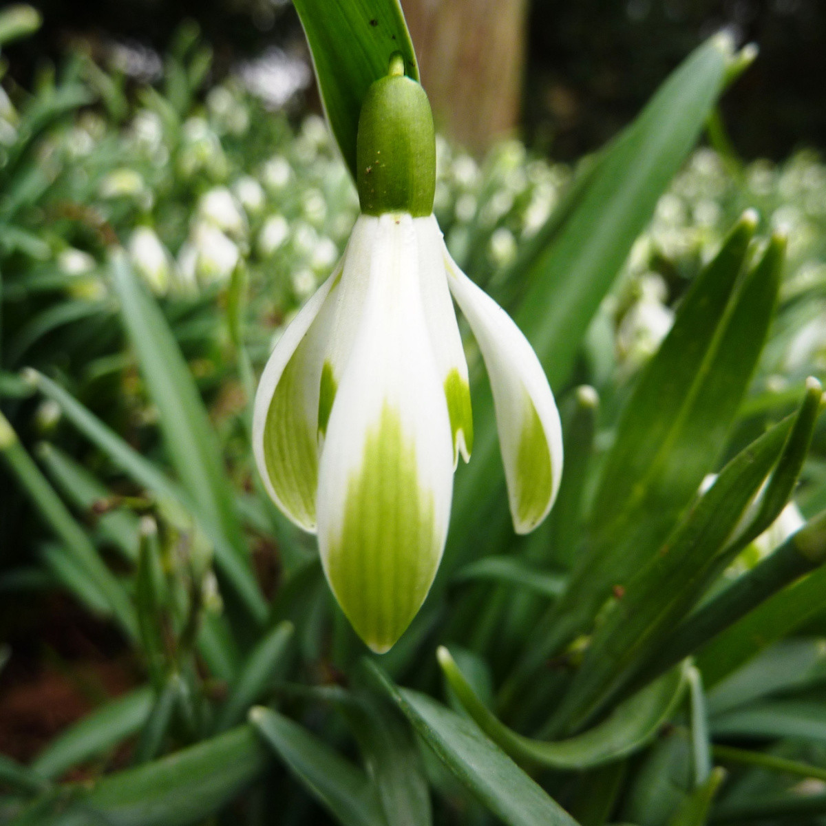 Sněženka viridi-apice - Galanthus nivalis - cibule sněženky - 3 ks