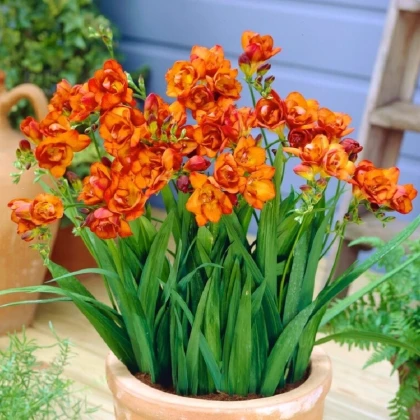 Frézie plnokvětá oranžová - Freesia - hlízy frézie - 3 ks