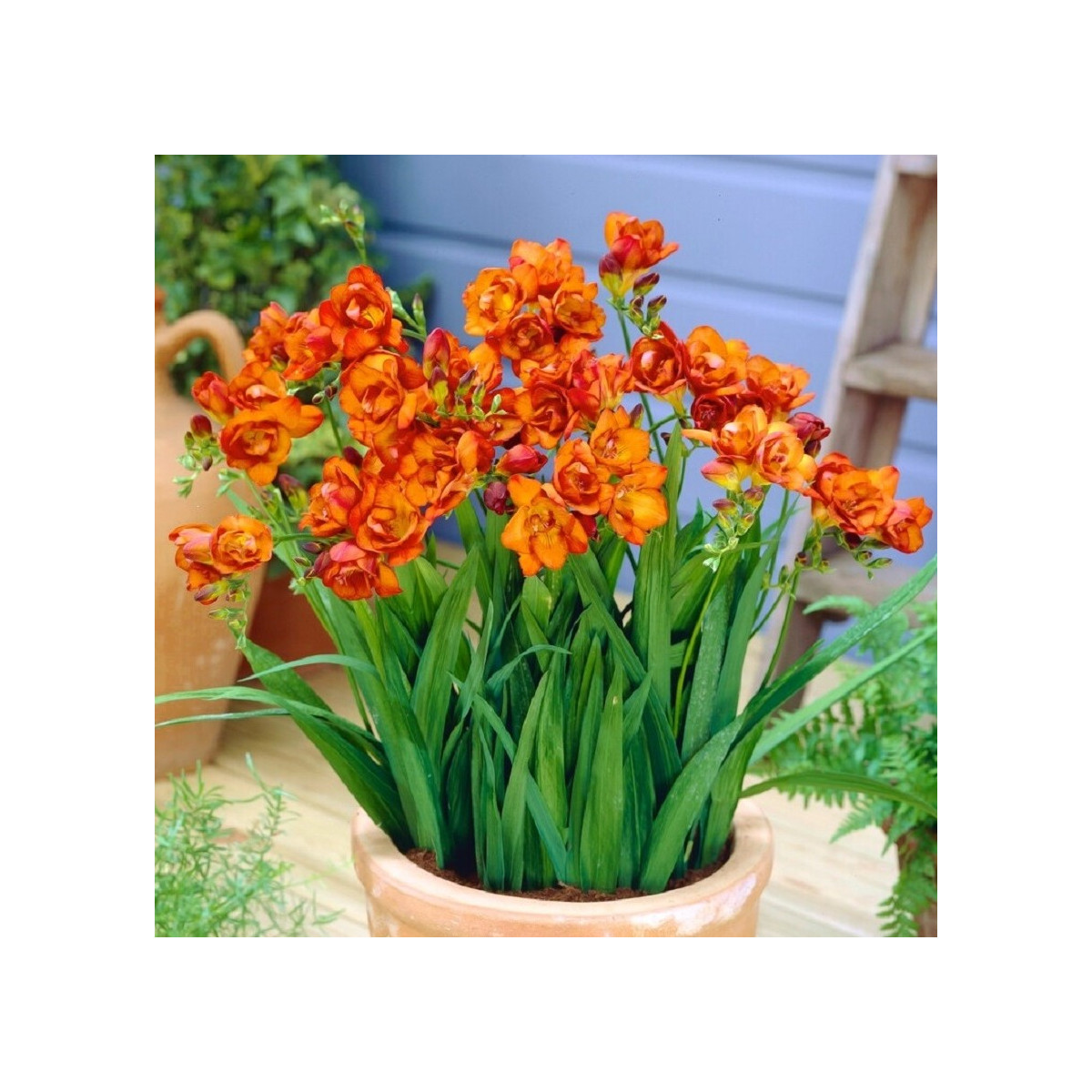 Frézie plnokvětá oranžová - Freesia - hlízy frézie - 3 ks