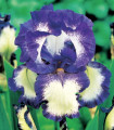 Kosatec německý Loop the Loop - Iris germanica - hlízy kosatce - 1 ks