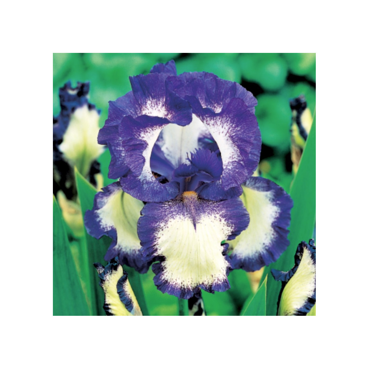 Kosatec německý Loop the Loop - Iris germanica - hlízy kosatce - 1 ks