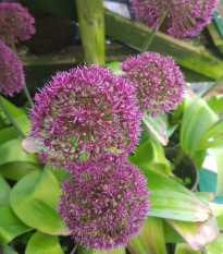 Česnek Ostara - Allium - cibule okrasného česneku - 3 ks