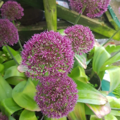 Česnek Ostara - Allium - cibule okrasného česneku - 3 ks