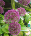 Česnek Ostara - Allium - cibule okrasného česneku - 3 ks