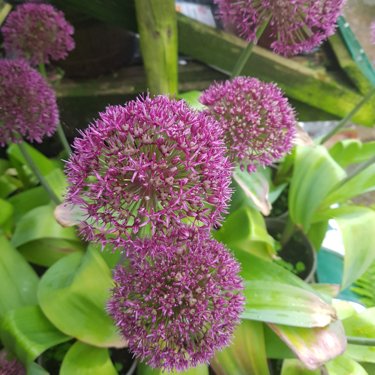 Česnek Ostara - Allium - cibule okrasného česneku - 3 ks