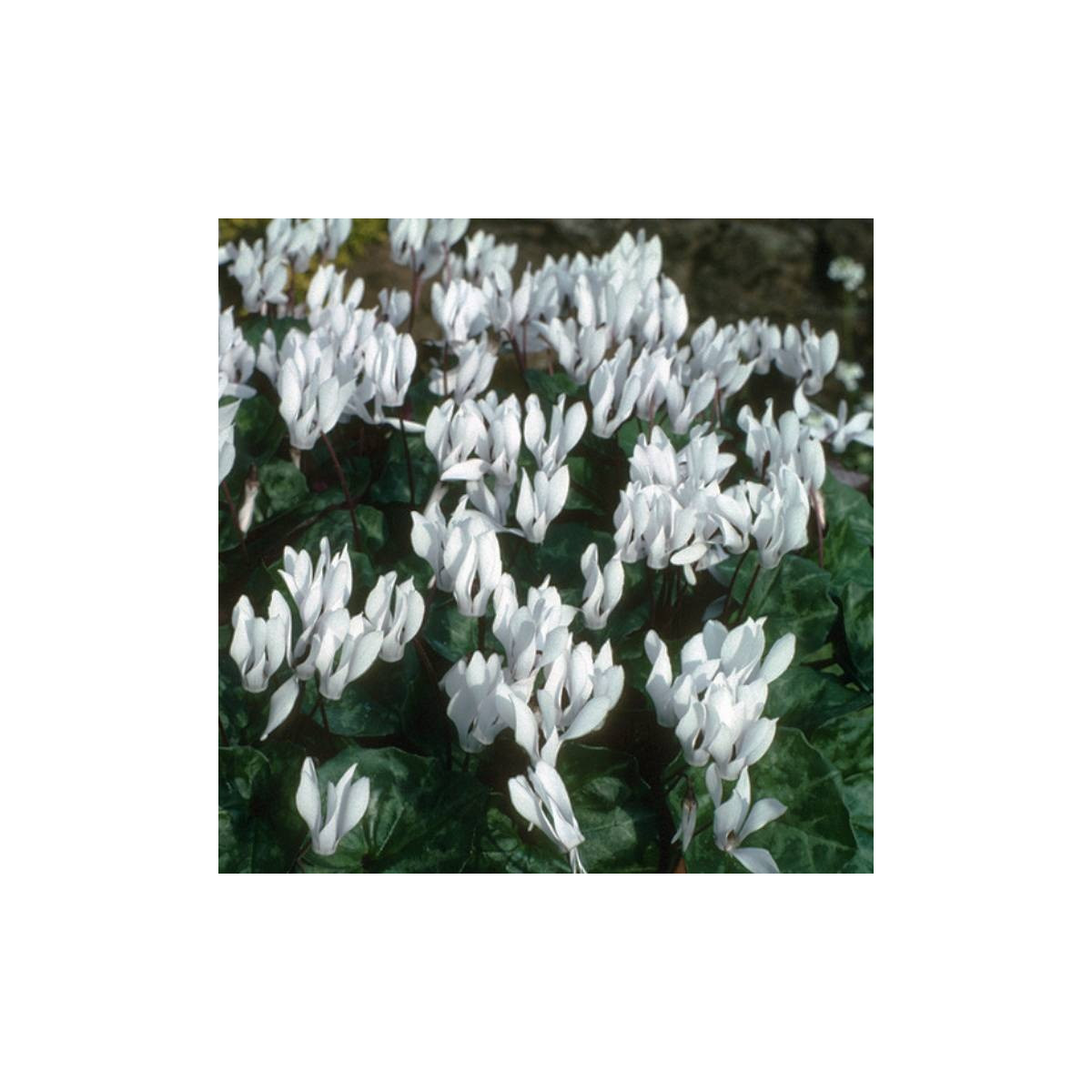 Brambořík Sowbread - Cyclamen repandum album - hlízy bramboříku - 1 ks