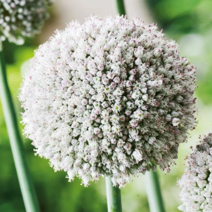 Česnek white Cloud - Allium - cibule okrasného česneku - 3 ks