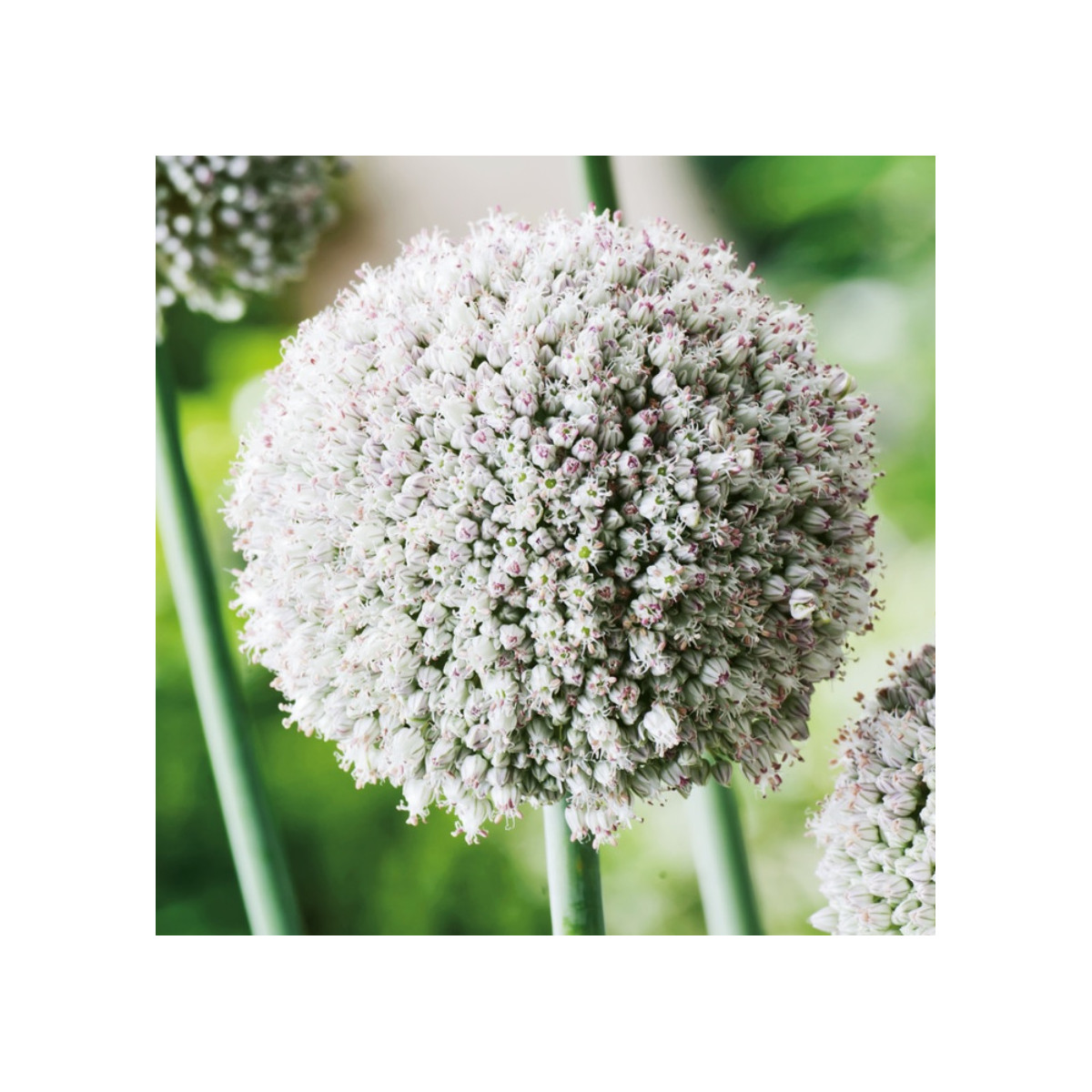 Česnek white Cloud - Allium - cibule okrasného česneku - 3 ks