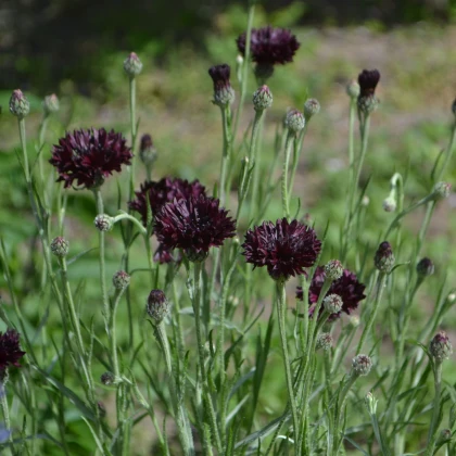 Chrpa černá - Centaurea cyanus - semena chrpy - 50 ks