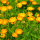 BIO Měsíček lékařský oranžový - Calendula officinalis - semena měsíčku - 30 ks