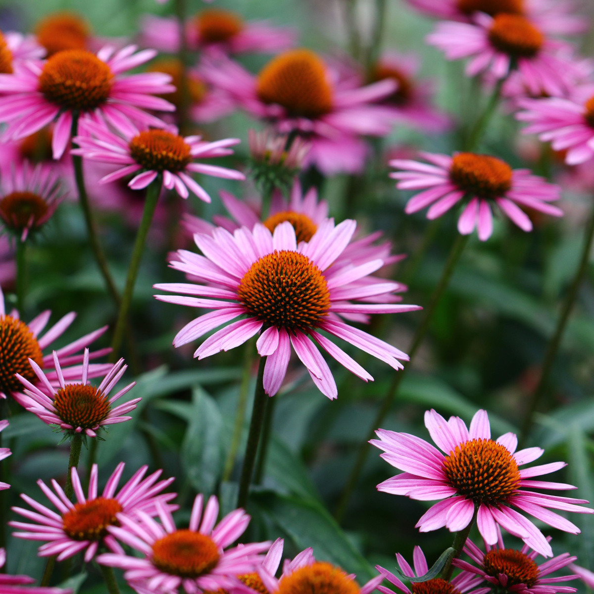 BIO Třapatkovka nachová - Echinacea purpurea - semena třapatkovky - 15 ks
