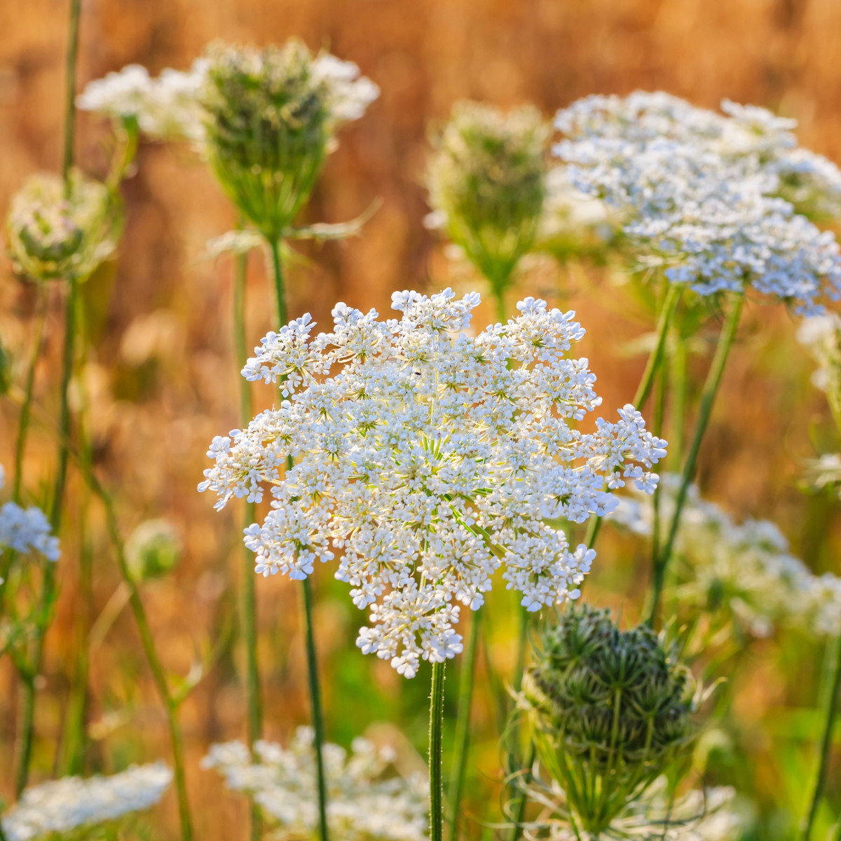 BIO Kmín kořenný - Carum carvi - bio semena kmínu - 150 ks
