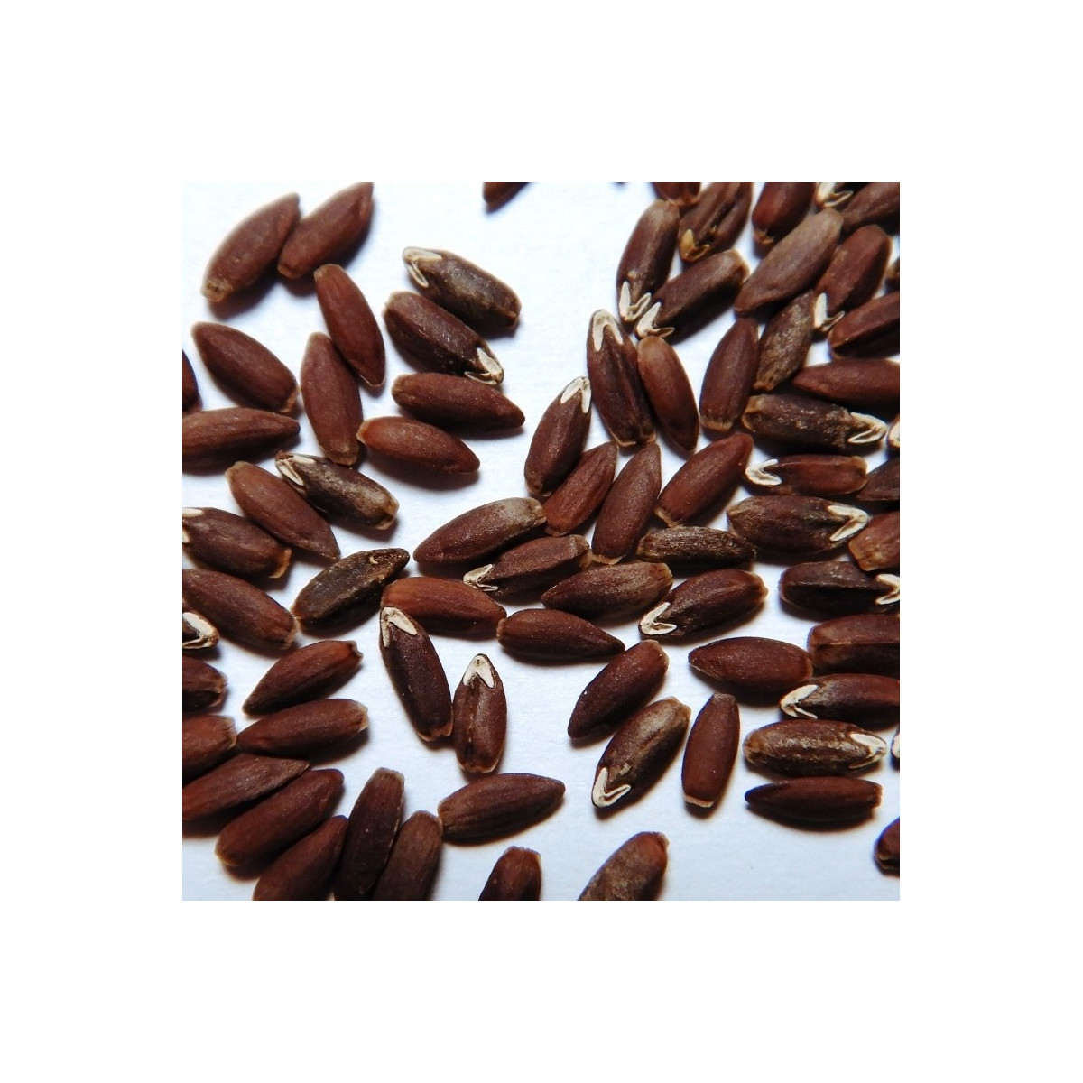 Bio olejnička iberská - Lallemantia iberica - bio semena olejničky - 30 ks