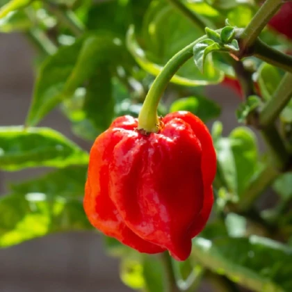 Chilli 7 Pot Douglah Red - Capsicum chinense - semena chilli - 7 ks