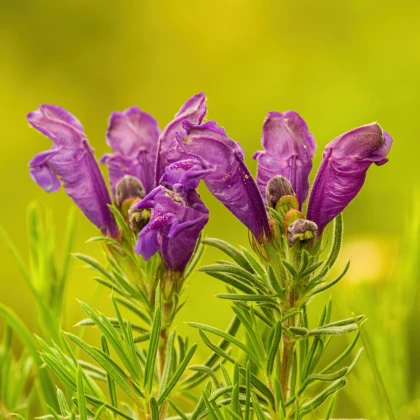 Včelník rakouský - Dracocephalum austriacum - semena včelníku - 70 ks