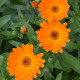 Měsíček lékařský Orange Daisy - Calendula officinalis - semena měsíčku - 60 ks
