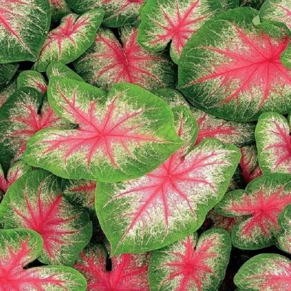 Kaládium Pink Beauty - Caladium bicolor - hlízy kaládia - 1 ks