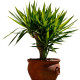 Dračinec obrovský - Draceana draco - semena dračince - 4 ks