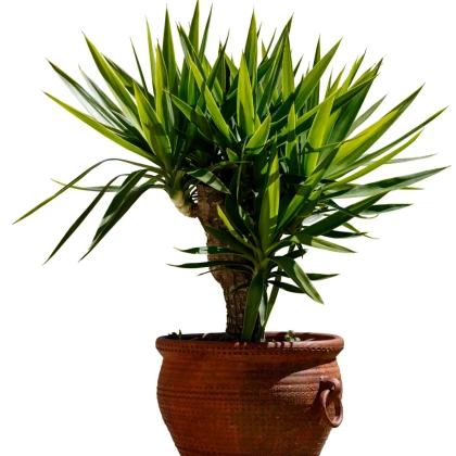 Dračinec obrovský - Draceana draco - semena dračince - 4 ks