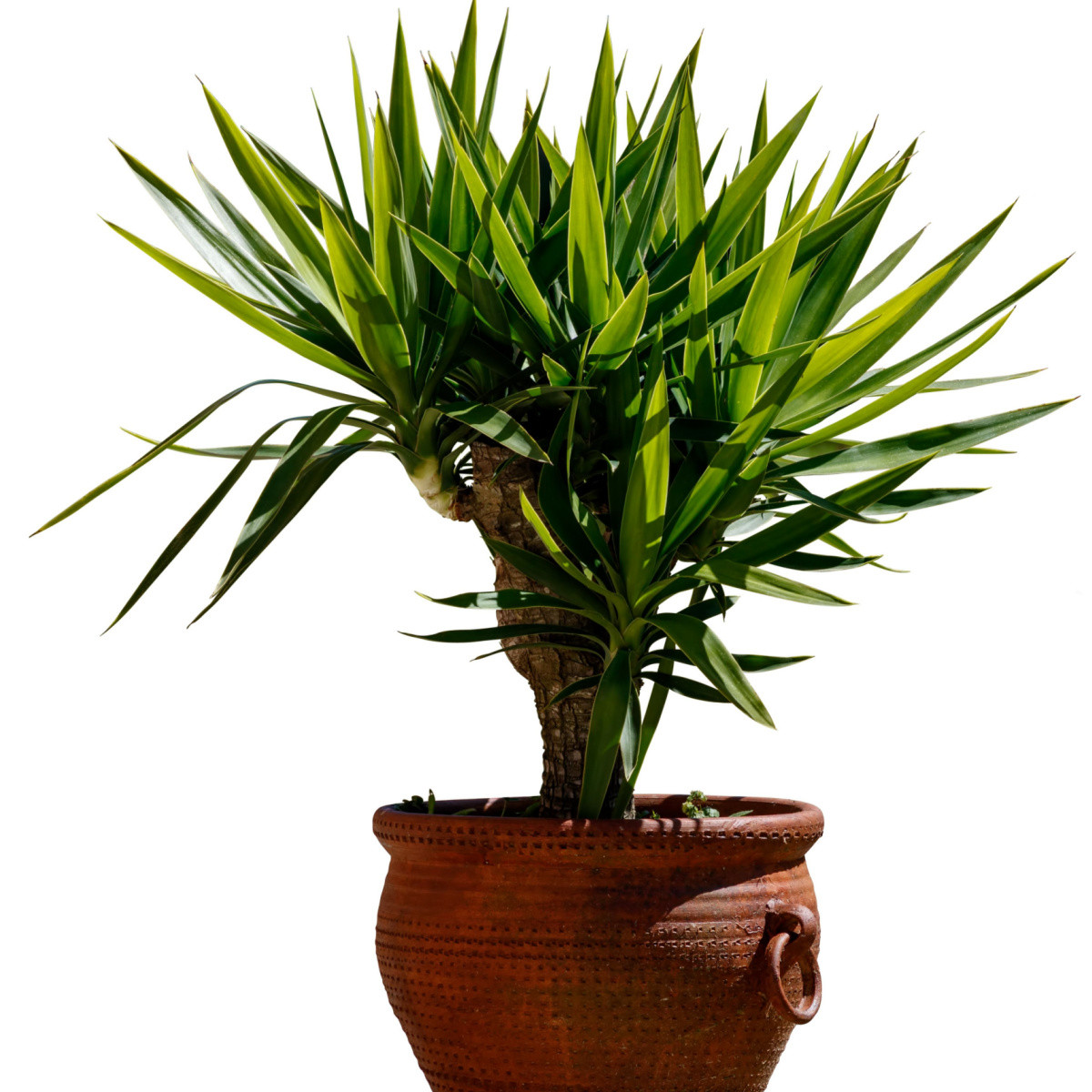 Óriás sárkányfa – Dracaena draco – sárkányfa magok – 8 db