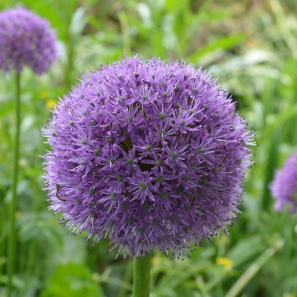 Česnek His Excellency - Allium - cibule okrasného česneku - 1 ks