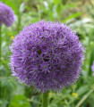 Česnek His Excellency - Allium - cibule okrasného česneku - 1 ks