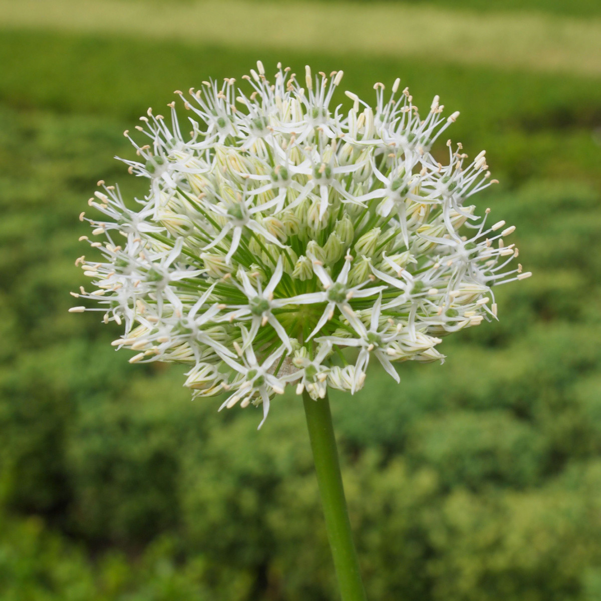 Česnek Ivory Queen - Allium - cibule okrasného česneku - 3 ks