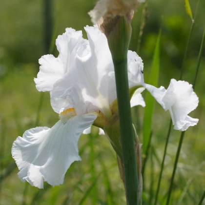 Kosatec německý bílý - Iris germanica - hlízy kosatce - 1 ks
