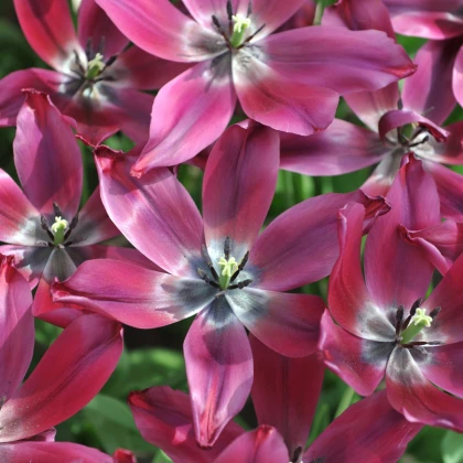 Tulipán Merlot - Tulipa - cibule tulipánu - 3 ks