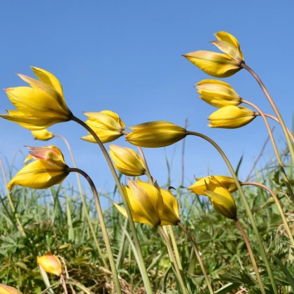 Tulipán lesní - Tulipa sylvestris - cibule tulipánu - 3 ks