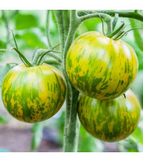 Rajče Zelená zebra - Solanum lycopersicum - semena rajčete - 6 ks