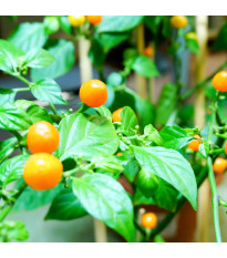 Chilli Aji charapita - Capsicum chinense - semena chilli - 7 ks