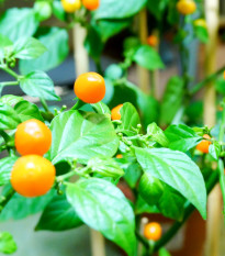 Chili Aji charapita Yellow - Capsicum chinense - chili magok - 7 db