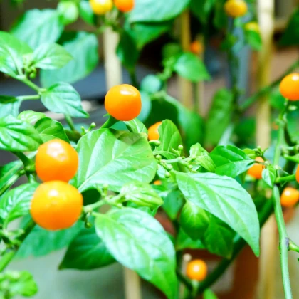 Chilli Aji charapita - Capsicum chinense - semena chilli - 7 ks