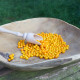 Chilli Aji charapita - Capsicum chinense - semena chilli - 7 ks