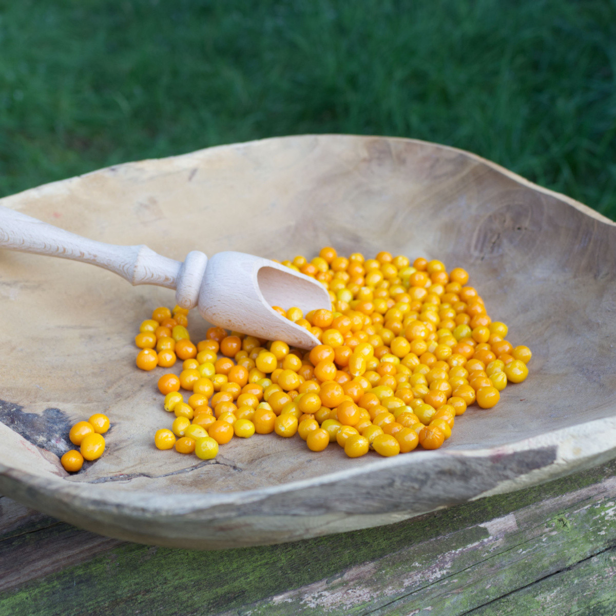 Chili Aji charapita Yellow - Capsicum chinense - chili magok - 7 db