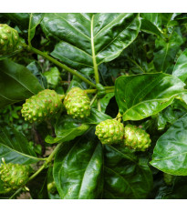 Noni - Morinda citrifolia - semena noni - 5 ks