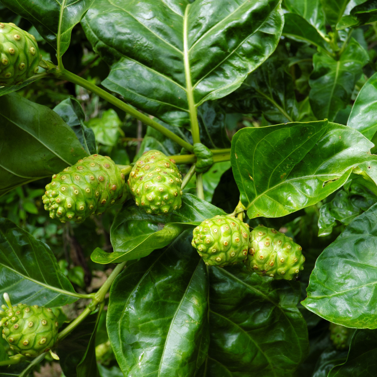 Noni - Morinda citrifolia - semena noni - 5 ks